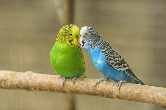 Budgies AVIARY