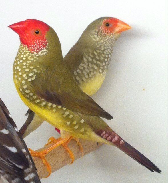 Star Finches AVIARY