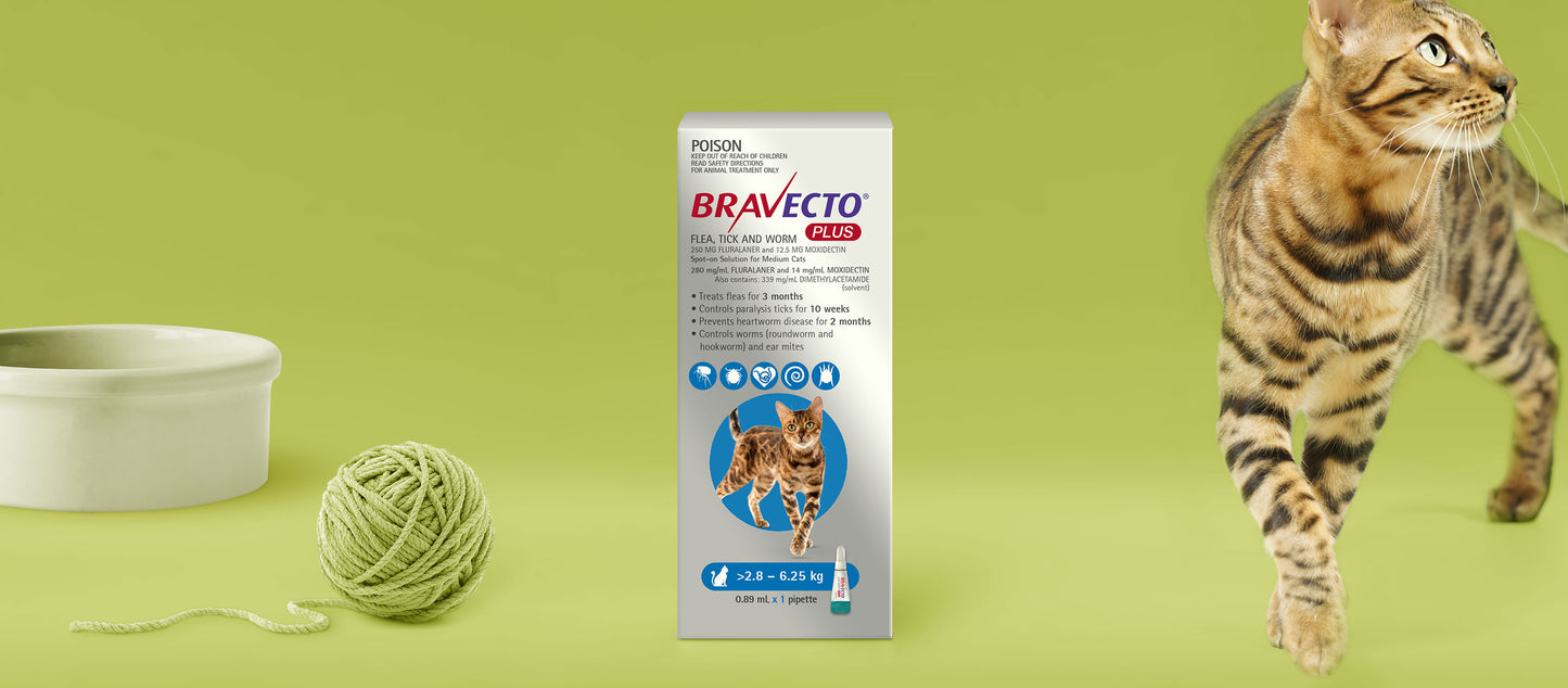 Bravecto Plus - Spot on - Flea, Tick & Worm > 2.8 - 6.25 kg