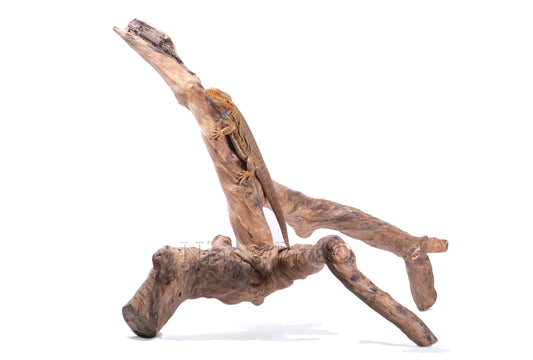 Branches Medium