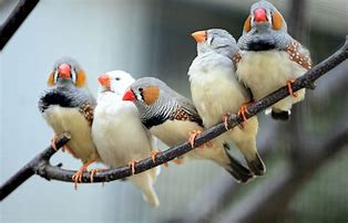 Zebra Finches AVIARY