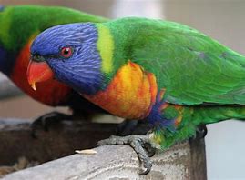 Rainbow Lorikeets AVIARY