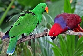 Eclectus Parrot HANDRAISED