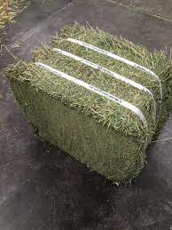 Lucerne Hay