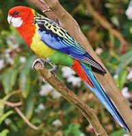 Eastern Rosella AVIARY