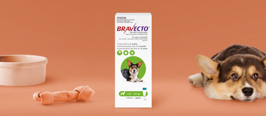 Bravecto - Spot on - Flea & Tick > 10 - 20 kg
