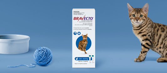 Bravecto - Spot on - flea & tick > 2.8 - 6.25 kg