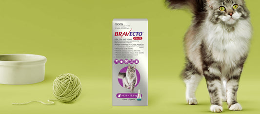 Bravecto Plus - Spot on - Flea, Tick & Worm > 6.25 - 12.5 kg