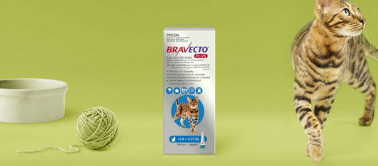 Bravecto Plus - Spot on - Flea, Tick & Worm > 2.8 - 6.25 kg