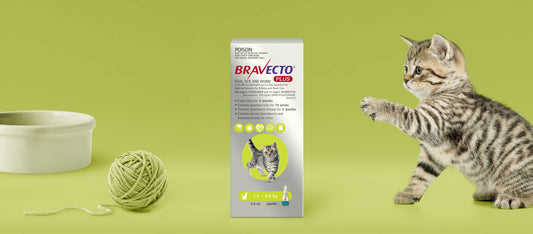 Bravecto Plus - Spot on - Flea, Tick & worm 1.2 - 2.8 kg