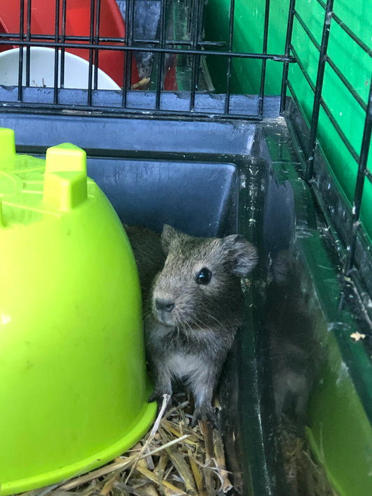 Guinea-Pigs