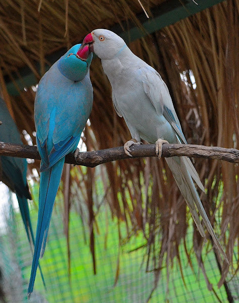 Indian Ringneck HANDRAISED